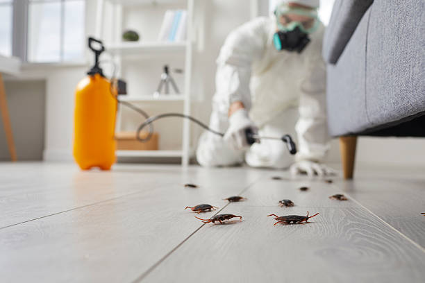 Commercial Kitchen Cockroach Control in Gaffney